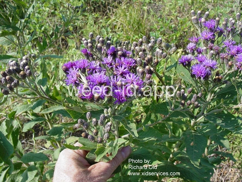 ironweed, western